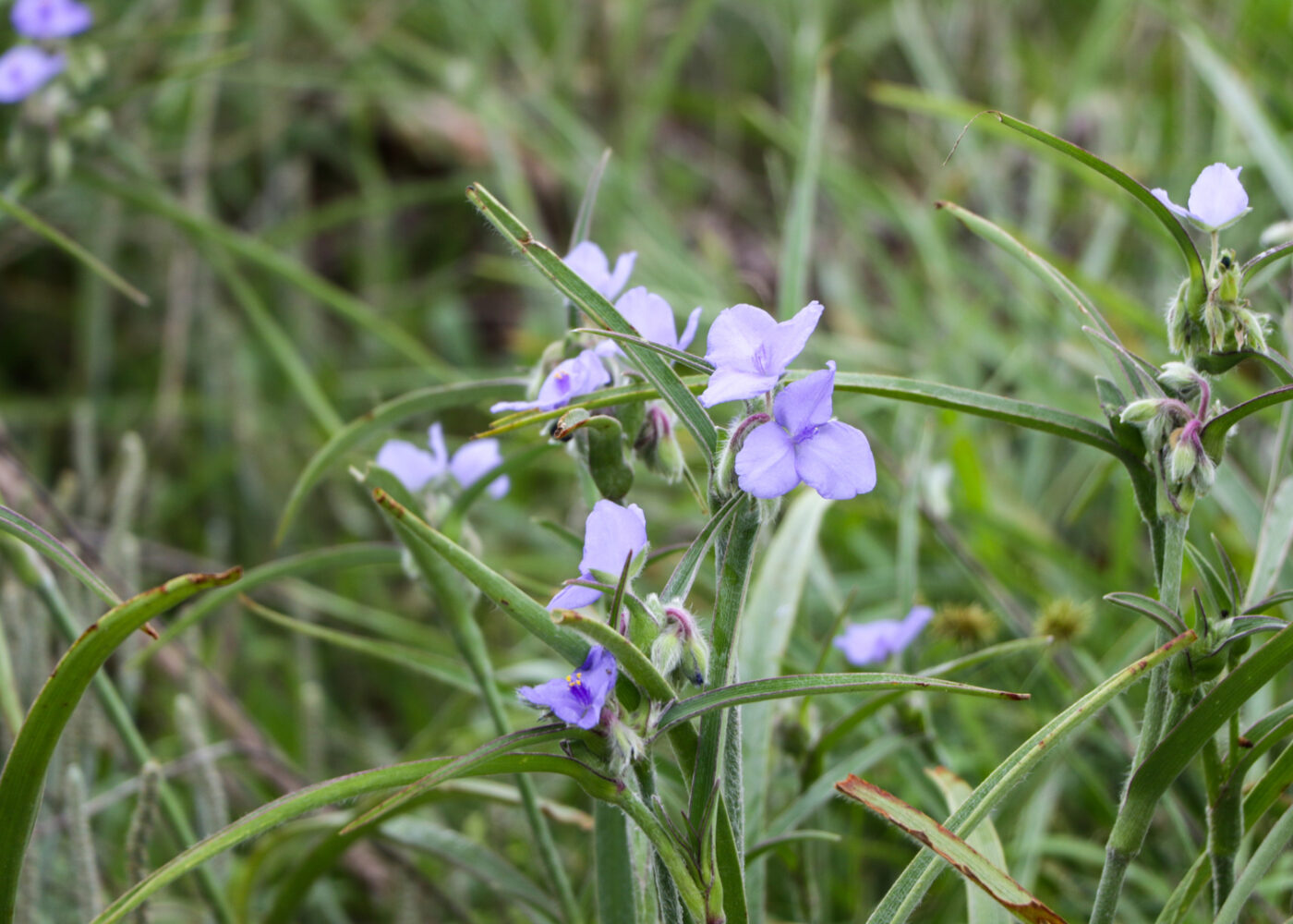 a closeup of the bloom of a purple tradescantia plant