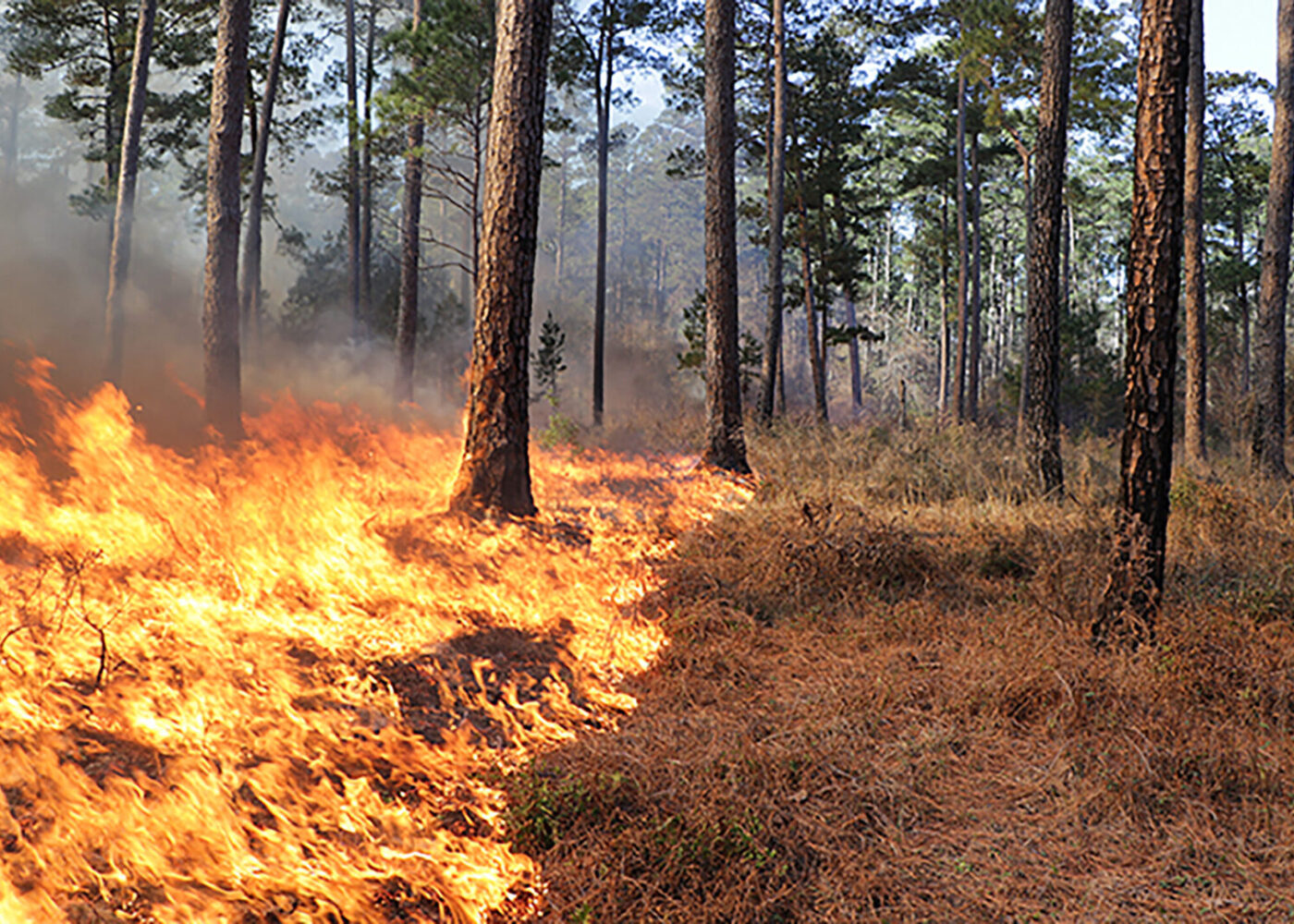 Half the ground cover of a forest on fire in a prescribed burn