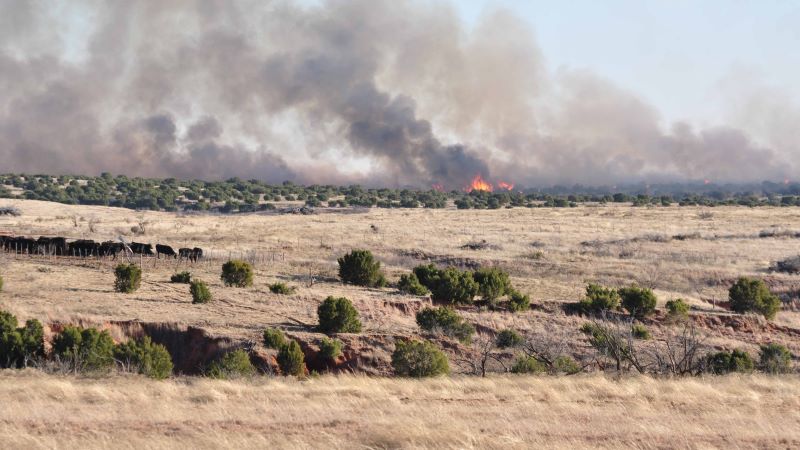 Large field with black cattle and wildfire smoke in the far distance