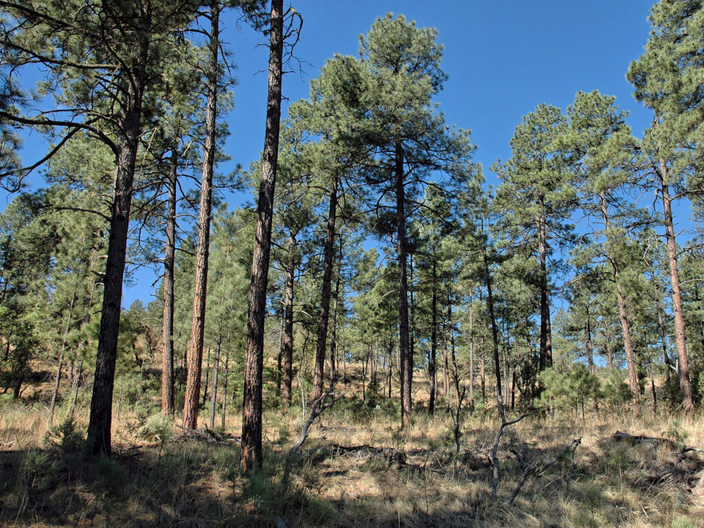 A ponderosa pine stand