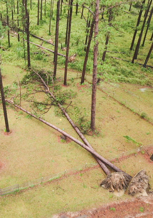 Dos árboles caídos en el bosque