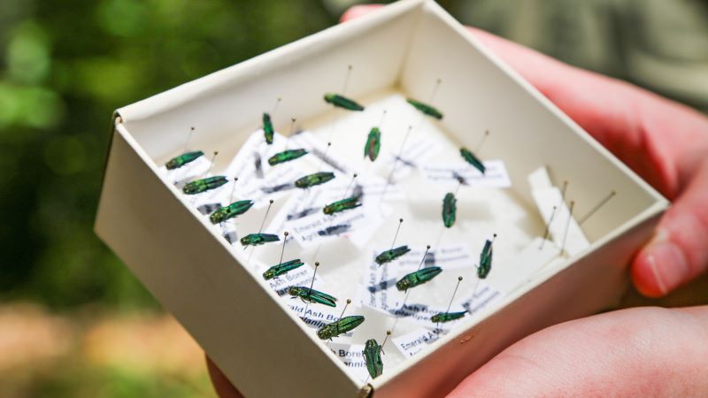 Small emerald beetles pinned in a white box