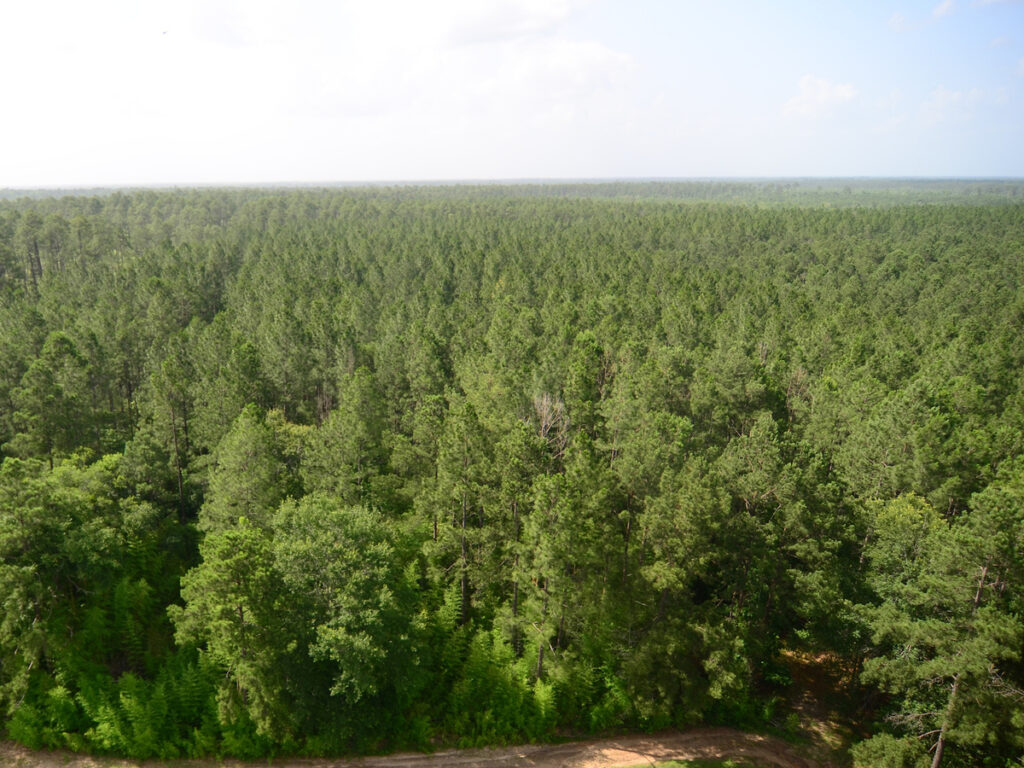 An aerial shot of the heavily wooded Fairchild state forest