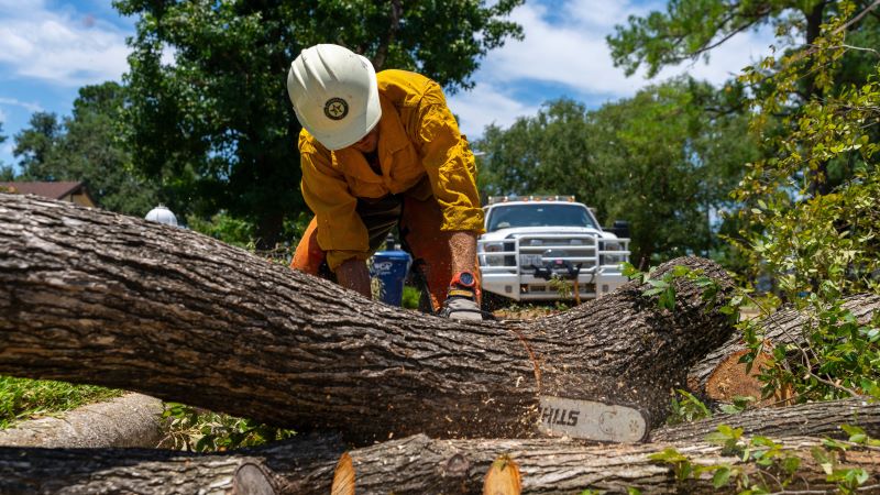 Man with hard had on cuts through fallen tree with chainsaw