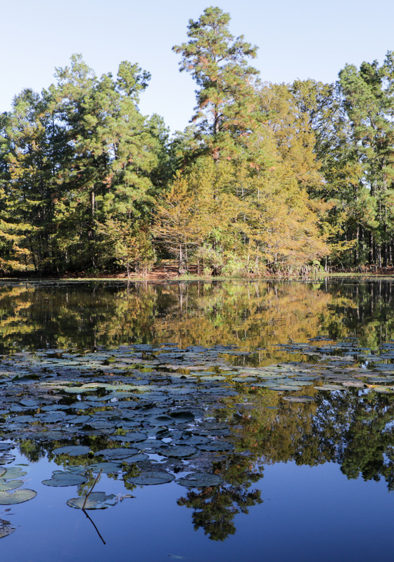 A grouping of trees surrounding a body of water at Jones state forest