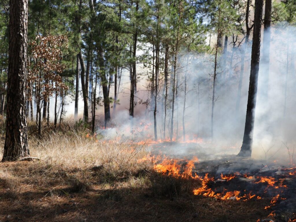 Fire rolling slow across forest floor
