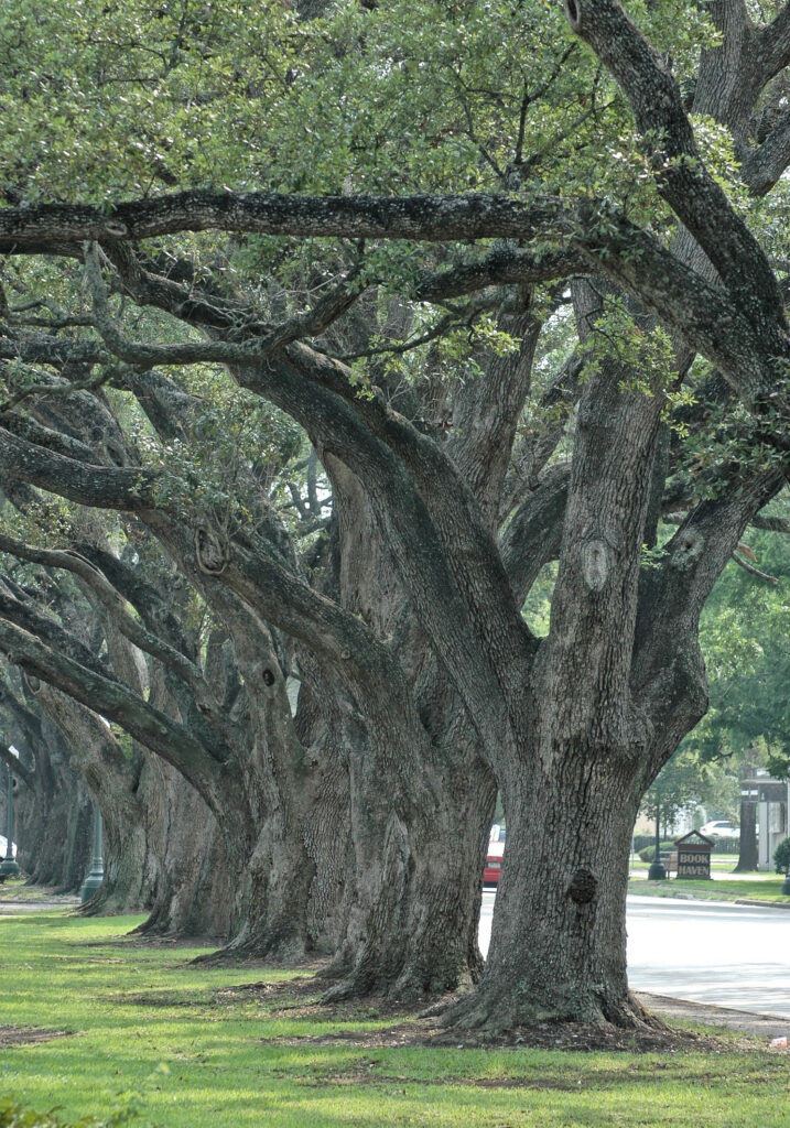 Large oak trees line street
