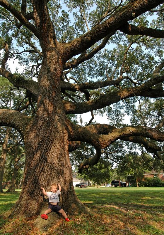 Young boy leans up against a giant oak tree