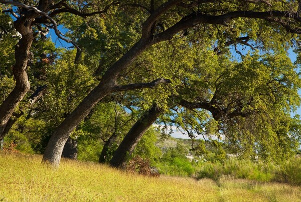 Live oak trees stretch over the edge of a pasture