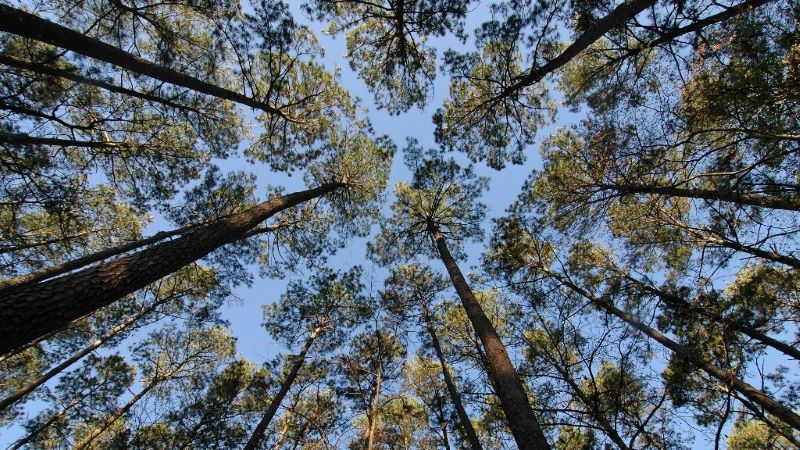 Pine trees and sky