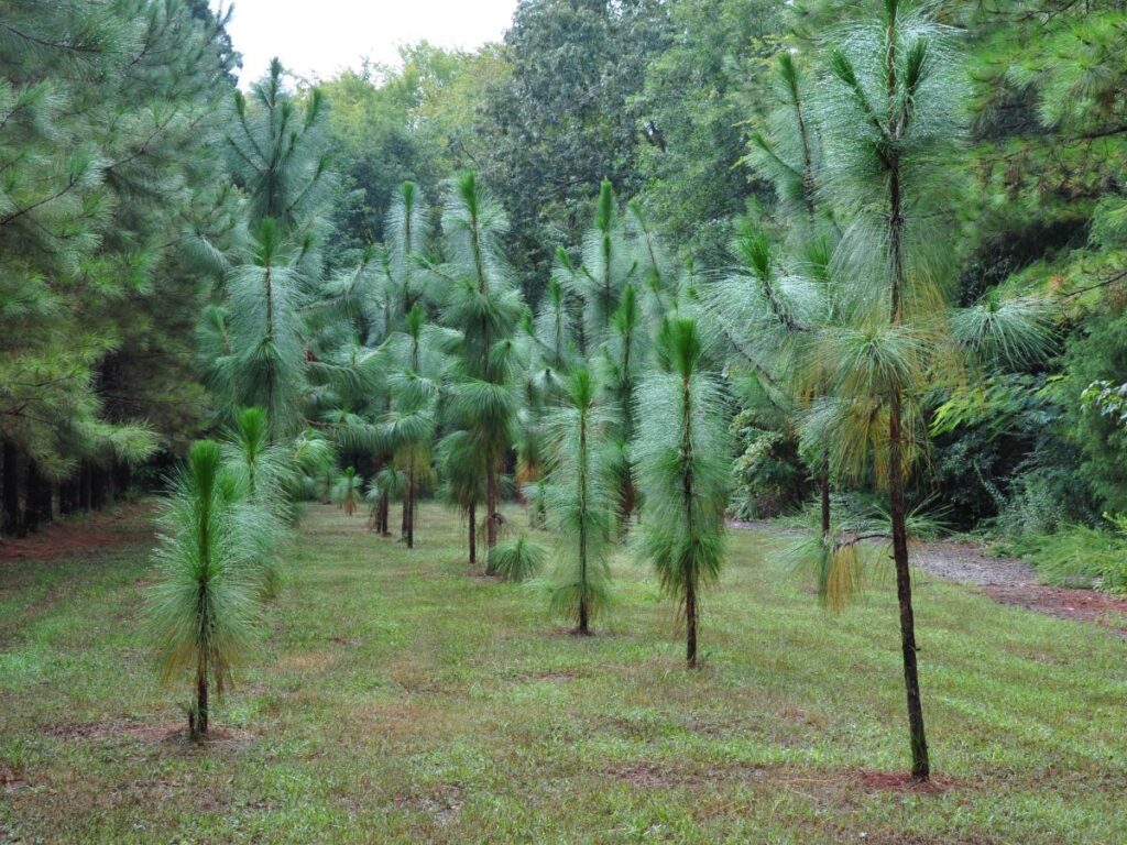 Young longleaf pine trees standing in mowed field