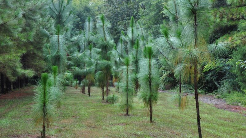 Young longleaf pine trees standing in mowed field