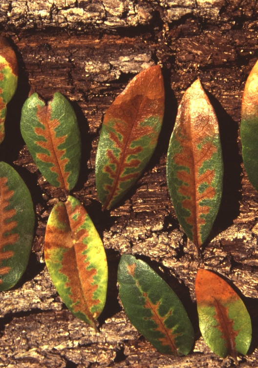 Leaves with brown veins showing oak wilt