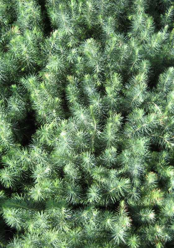 Top-view of a group of seedlings