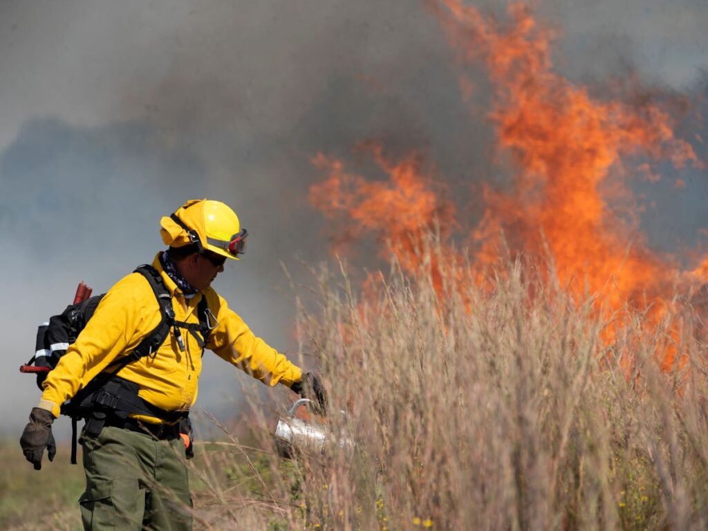 Firefighter used drip tourch on tall brown grass with fire behind him