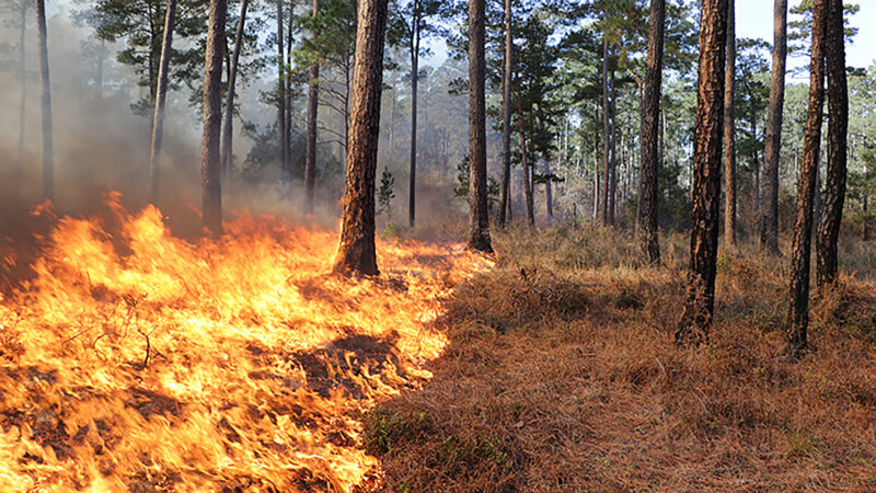 A prescribed fire line in a Texas forest advances as it burns off hazardous fuels.