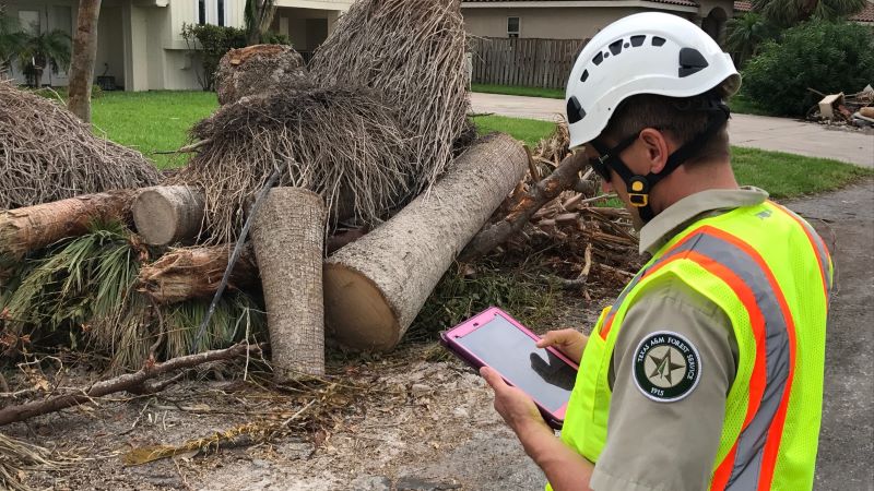 Man in hard hat and yellow vest holds ipad in front of fallen tree