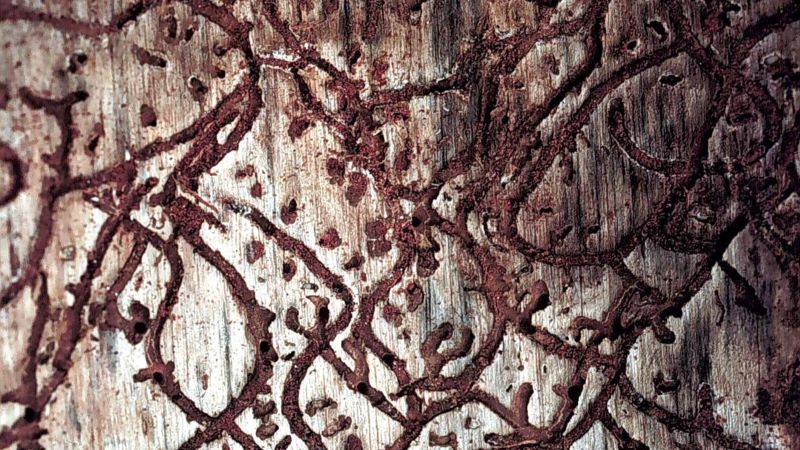 Southern pine beetle galleries on wood