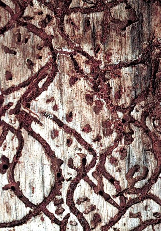 Southern pine beetle galleries shown in a wooden plank