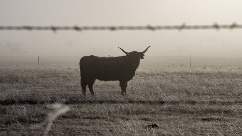 Cow in the distance surrounding by smoke
