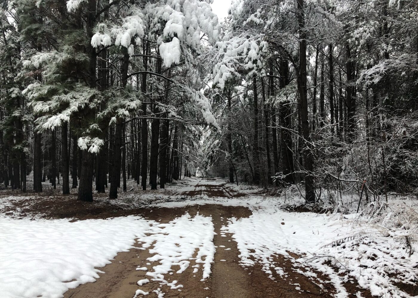 La nieve caída cubre el suelo y espolvorea las hojas de los altos pinos