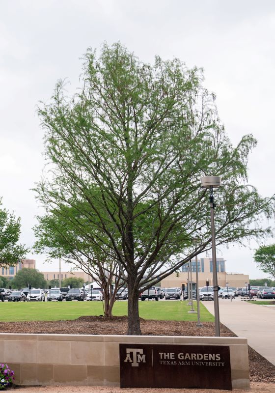 Tree in front of parking lot with Texas A&M Gardens sign beneath it