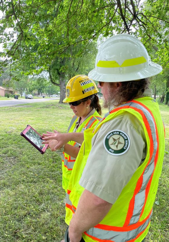 Two foresters in yellow vests and hard hats use ipad and look at trees