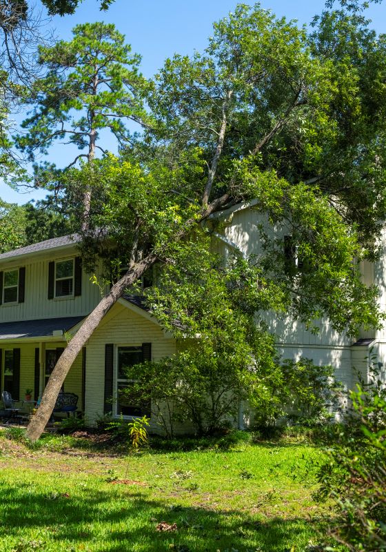 Large tree fallen on white house