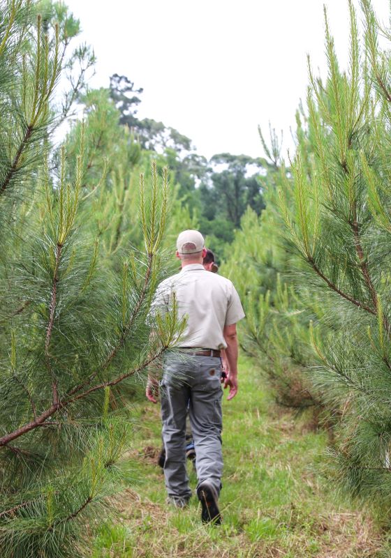 Man walking through trees