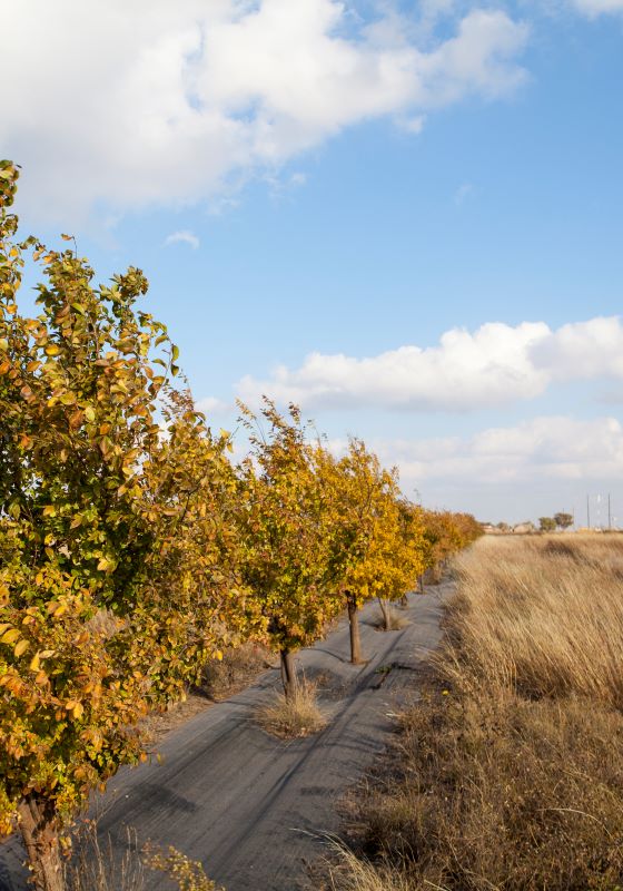 Row of planted trees and blue sky