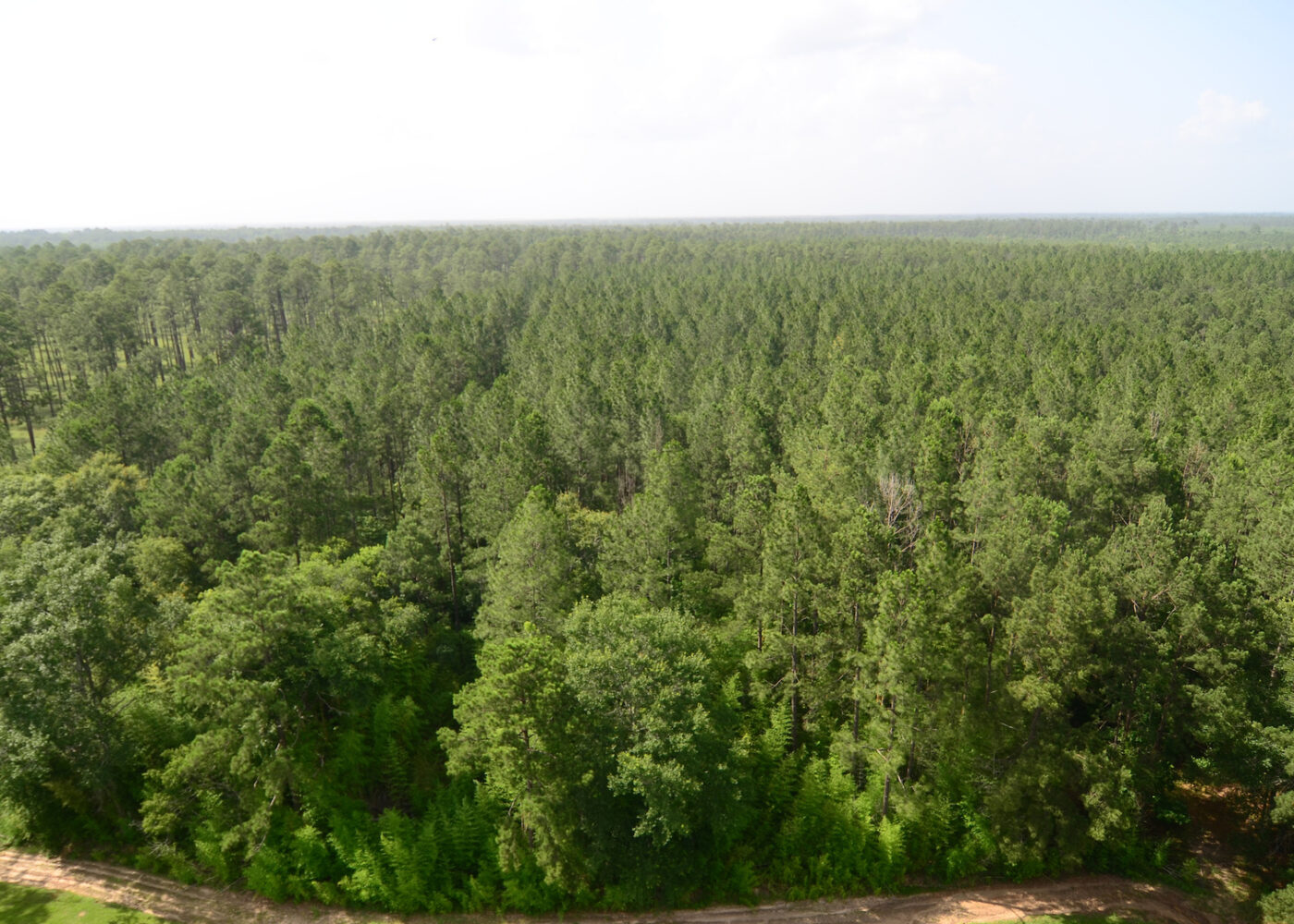 A heavily wooded property