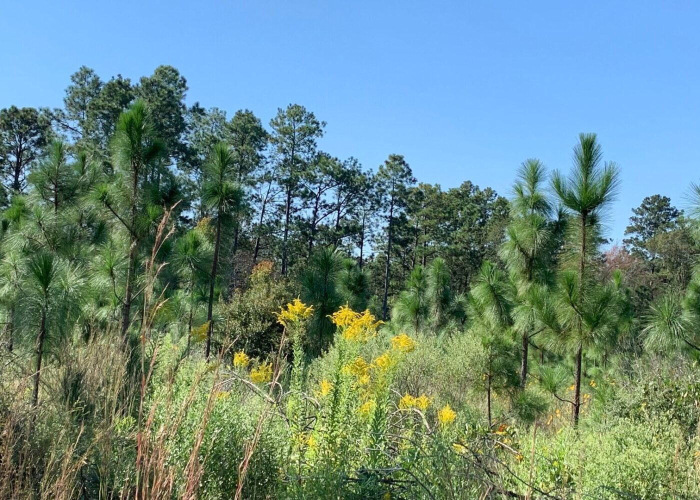 A long leaf pine stand and wild flowers growing at the forefront