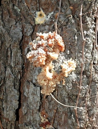 Black turpentine pitch tube forming on the bark of a tree