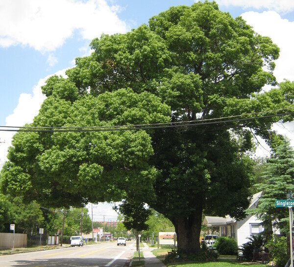 un gran árbol verde de alcanfor
