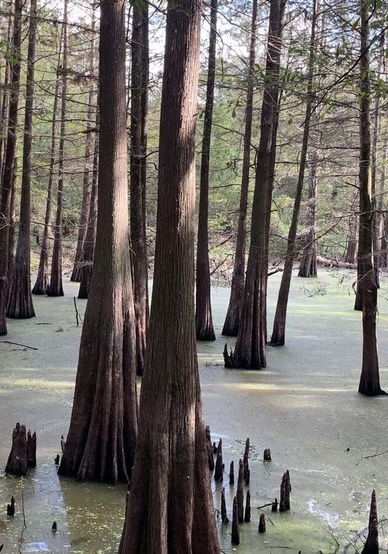 A stand of tall pine trees surrounded by green water