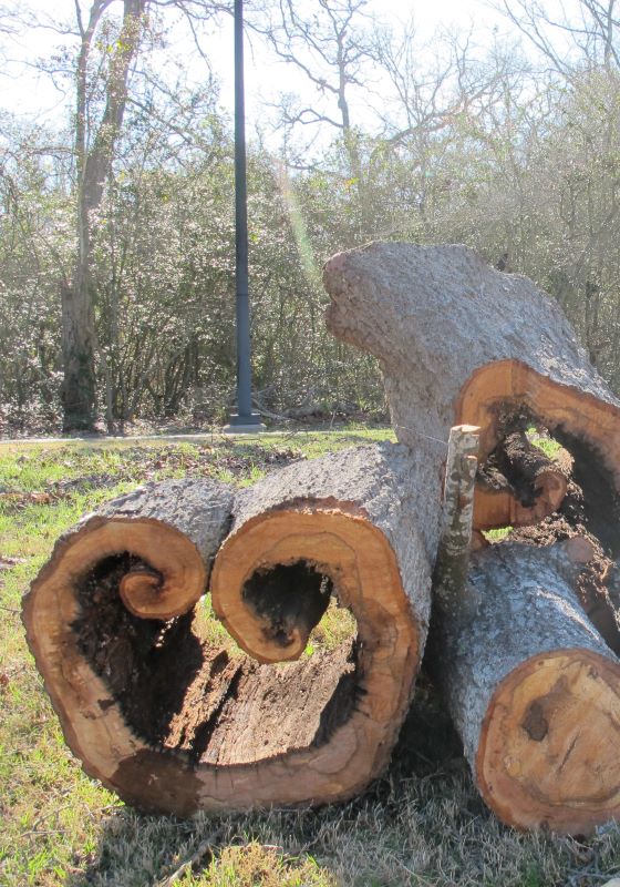 Fallen logs sit in field