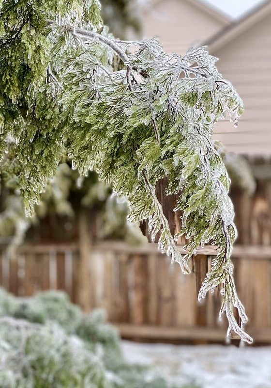 Un primer plano del hielo que se forma en las hojas de los árboles