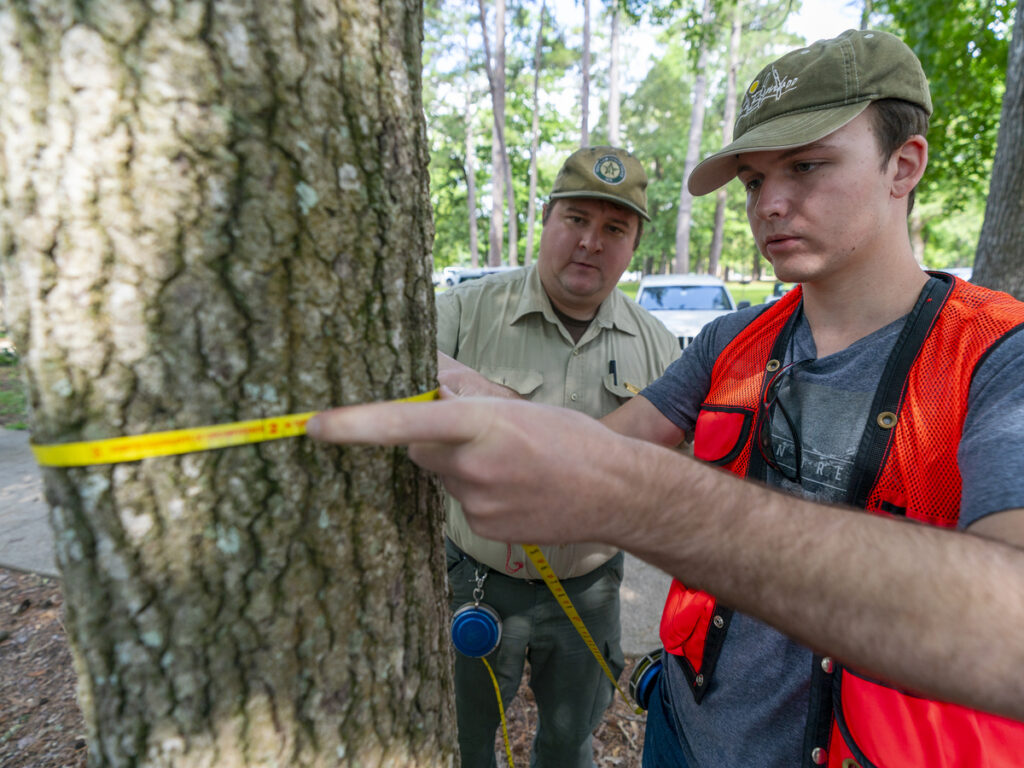Un estudiante en prácticas utiliza una cinta métrica para medir el diámetro de un árbol mientras un silvicultor vigila por encima de su hombro