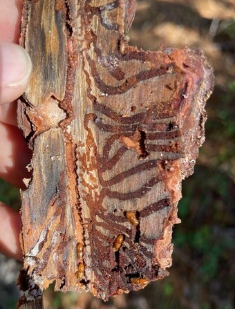 The inner side of tree bark has been attacked by the pine engraver beetle showing galleries