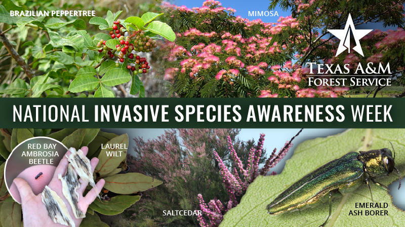 National Invasive Species Awareness Week. Highlights include Brazilian peppertree, mimosa, red bay ambrosia beetle, laurel wilt, saltcedar, and emerald ash borer.
