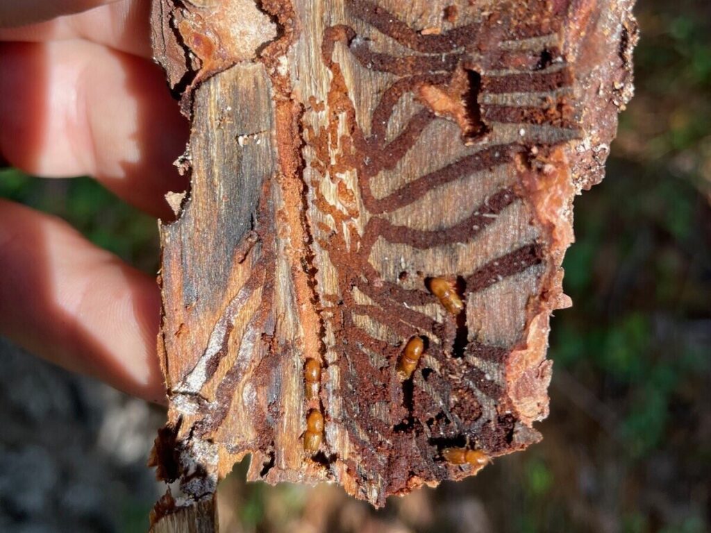 Galleries have been created on the inside of a piece of bark by the pine engraver beetle