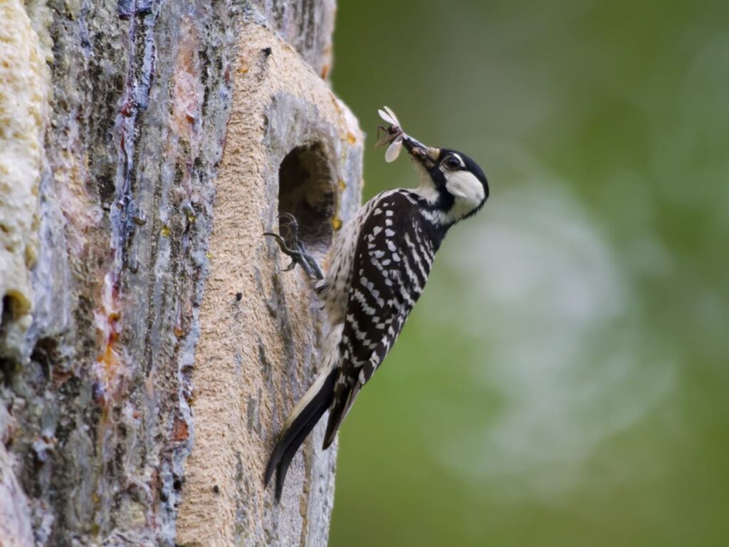 El pájaro carpintero de cresta roja se sostiene y se posa en un árbol
