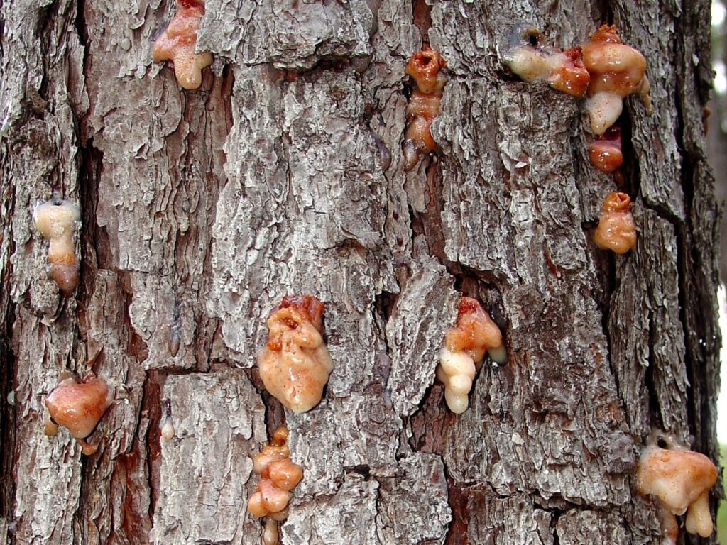 A tree has been infested with a southern pine beetle due to the presence of pitch tubes