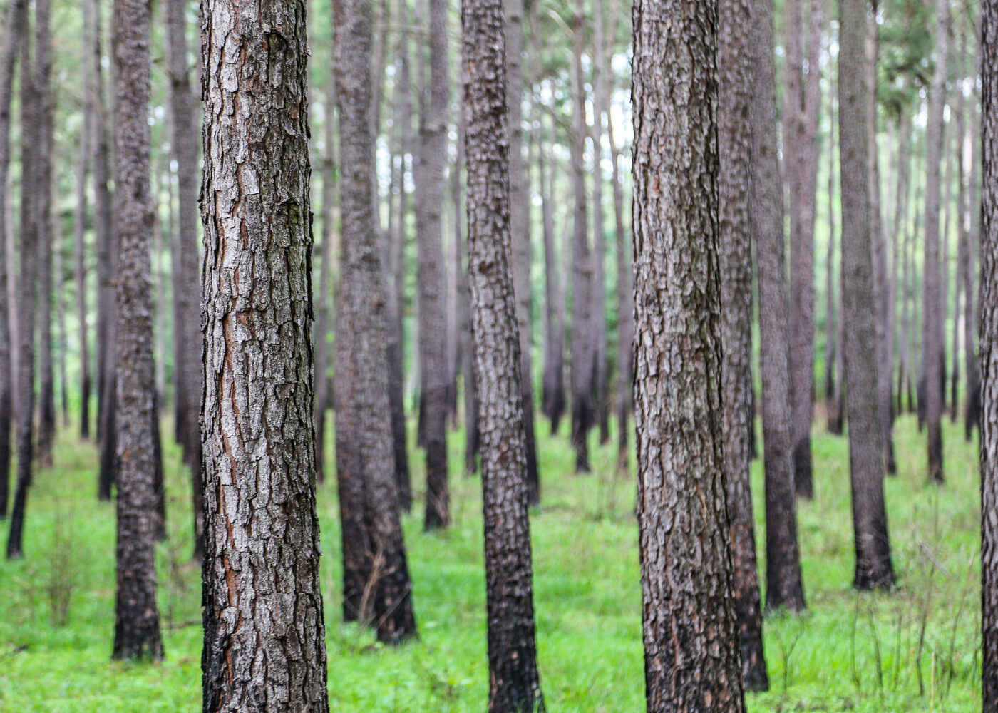 A stand of trees surrounded by lush green grass at the base