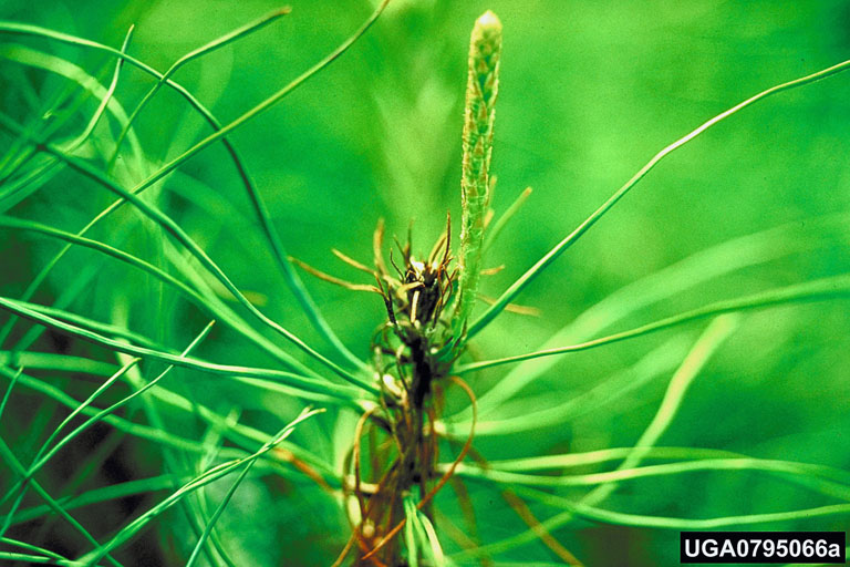 Small moths on green stem