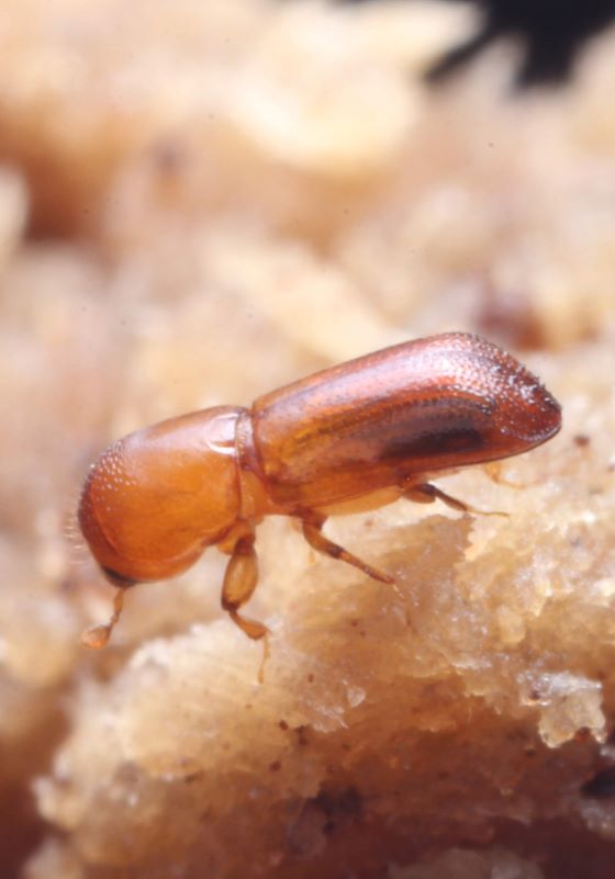 Close up of small brown beetle