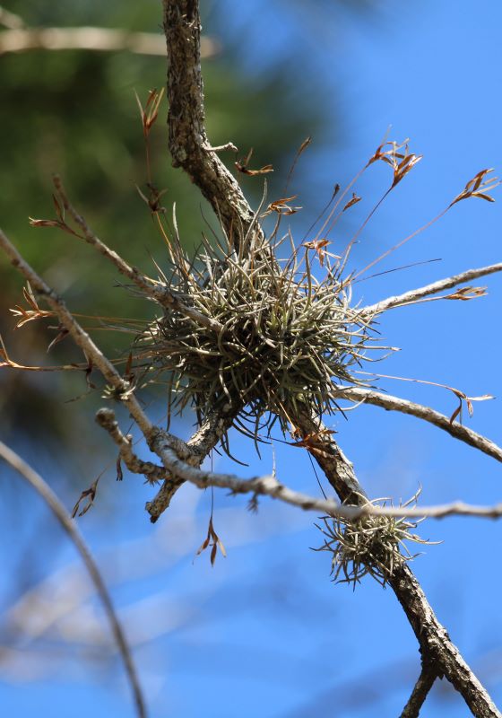 Ball moss on tree limb