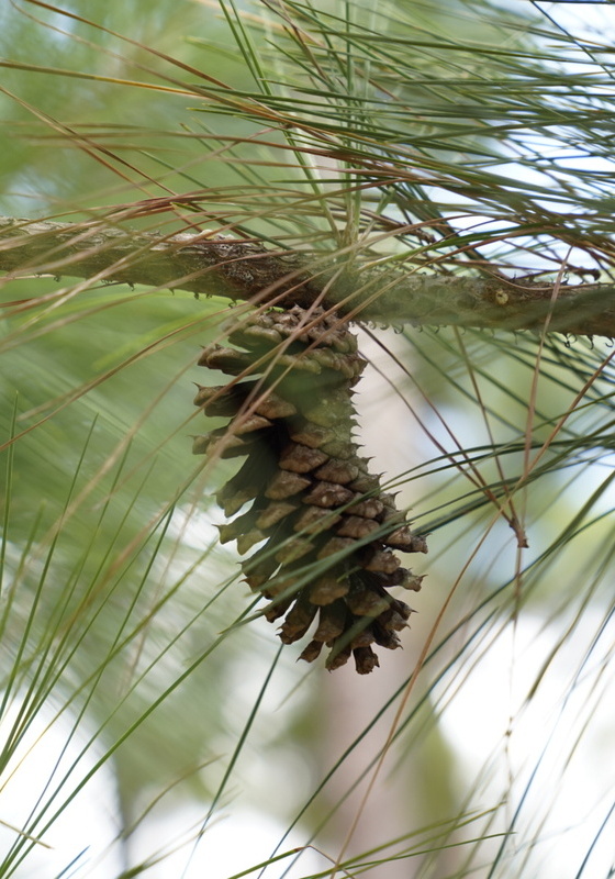 A closeup of a Bastrop pinecone dangling from a tree branch