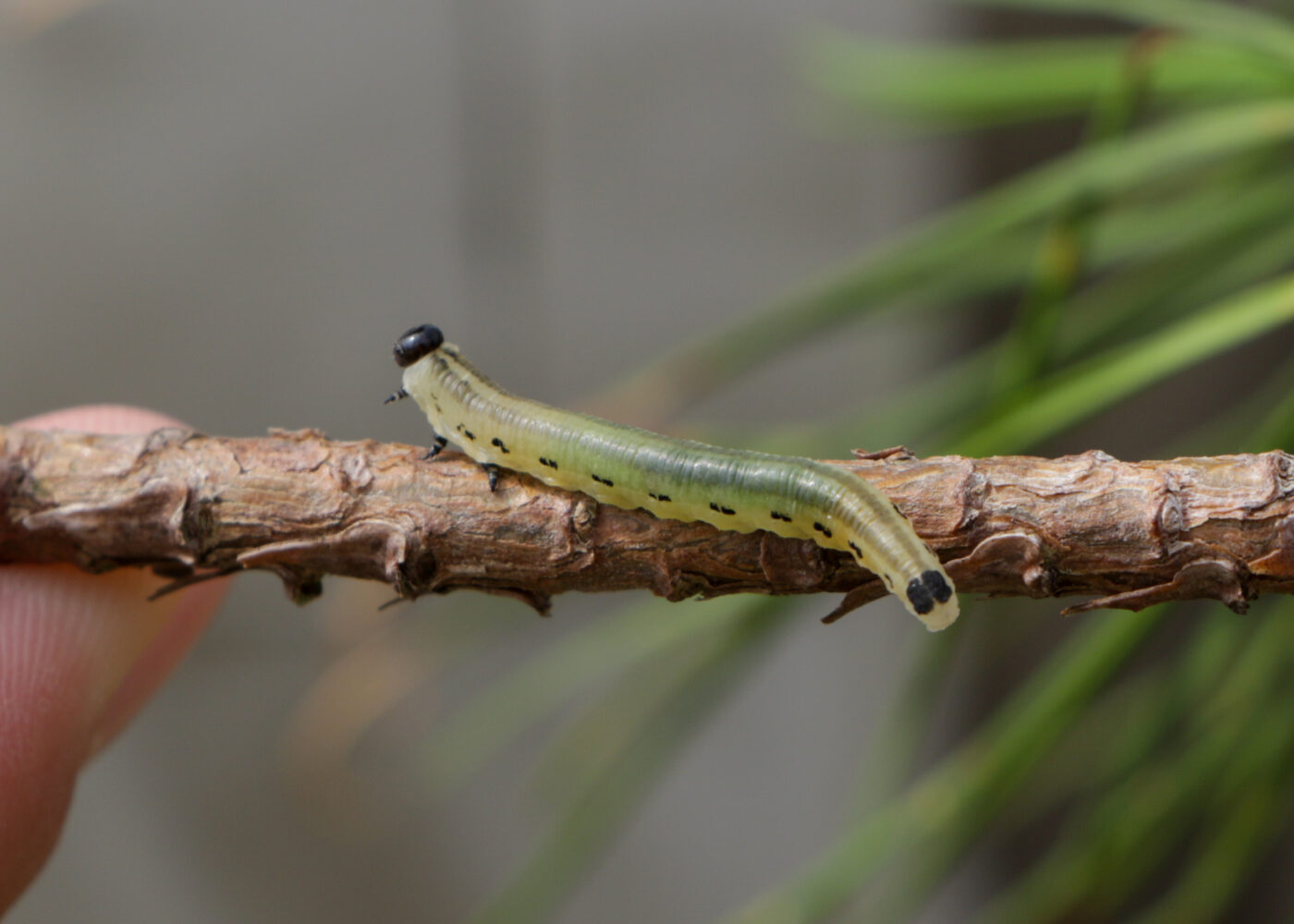 Black headed pine sawfly perches on branch