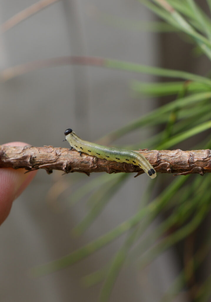 La mosca de sierra del pino de cabeza negra se posa en la rama